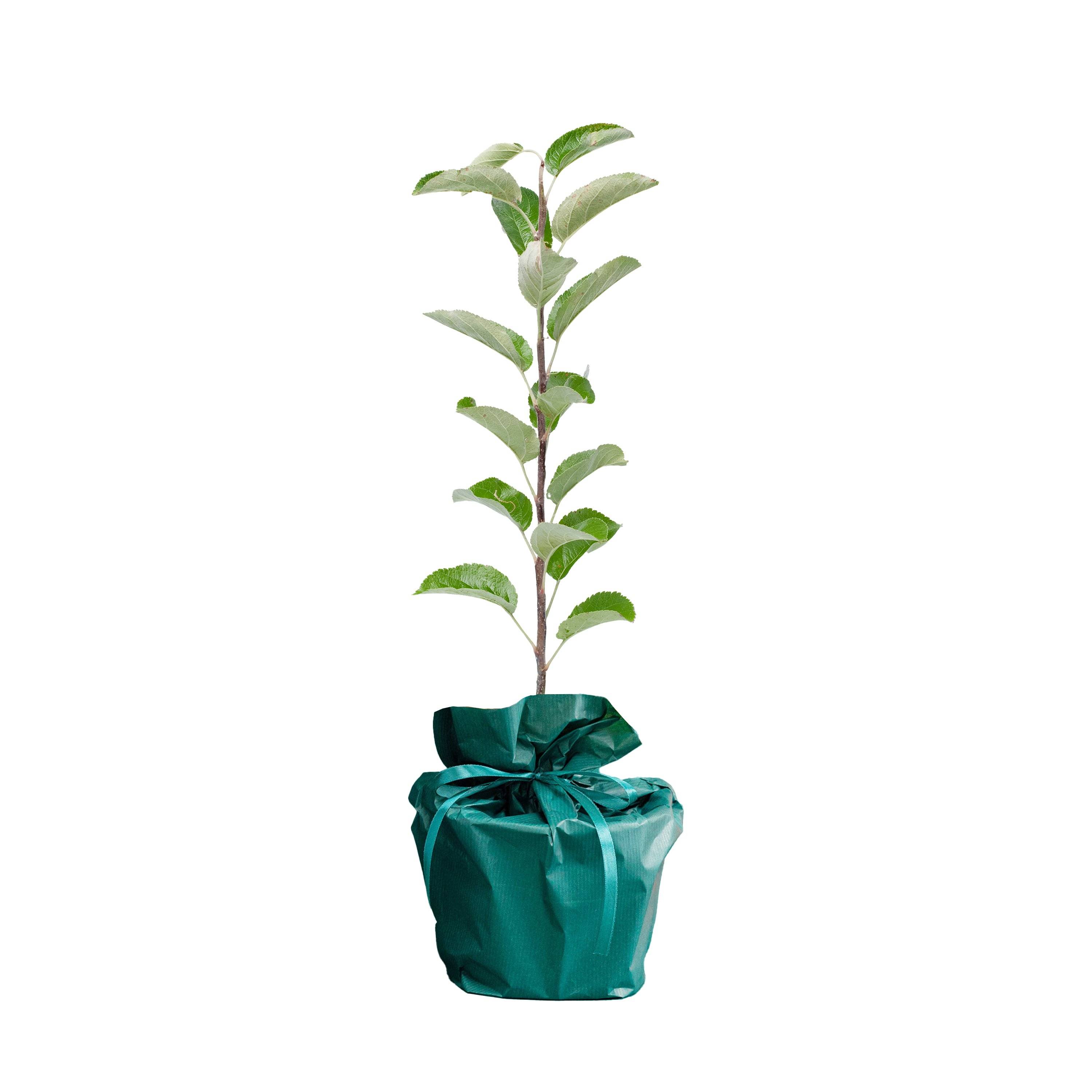 Coffret Cadeau de Luxe: Un arbre naturellement. Un cadeau original et symbolique, présenté dans un bel emballage élégant - Image 2
