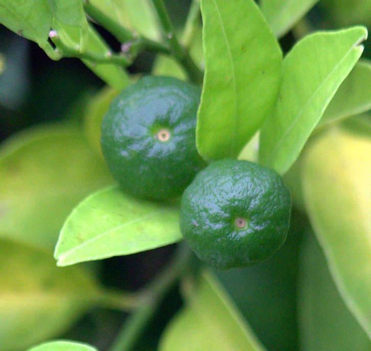 Sans Marque - Agrumes Citrus limetta Pursha (citronnier doux, limonette) Couleur floraison:Blanc - Taille:Pot de 4 litres - 30/50 cm - Imagen 2