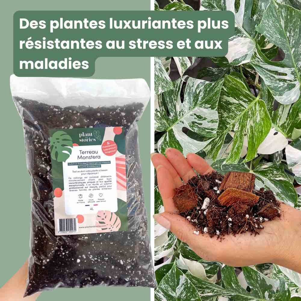 Terreau monstera - Enrichi en mycorhize et bacillus - Substrat Aracées - 4L - Terreau rempotage - Image 6