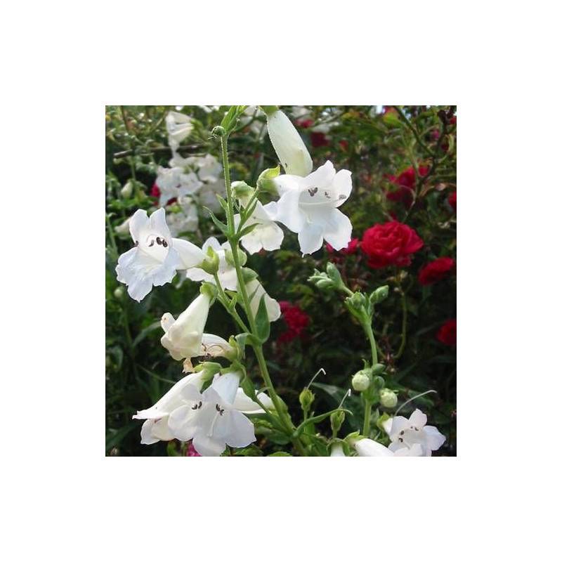 Penstemon White Bedder à fleurs Blanche/ - feuillage Caduc - Godet - 5/20 cm - Imagen 2