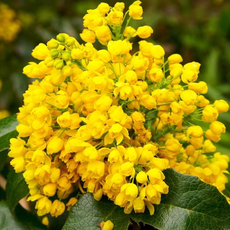 Mahonia faux houx (Mahonia 'Aquifolium) - Godet - Taille 20/40cm - Pépinières Naudet - Image 2