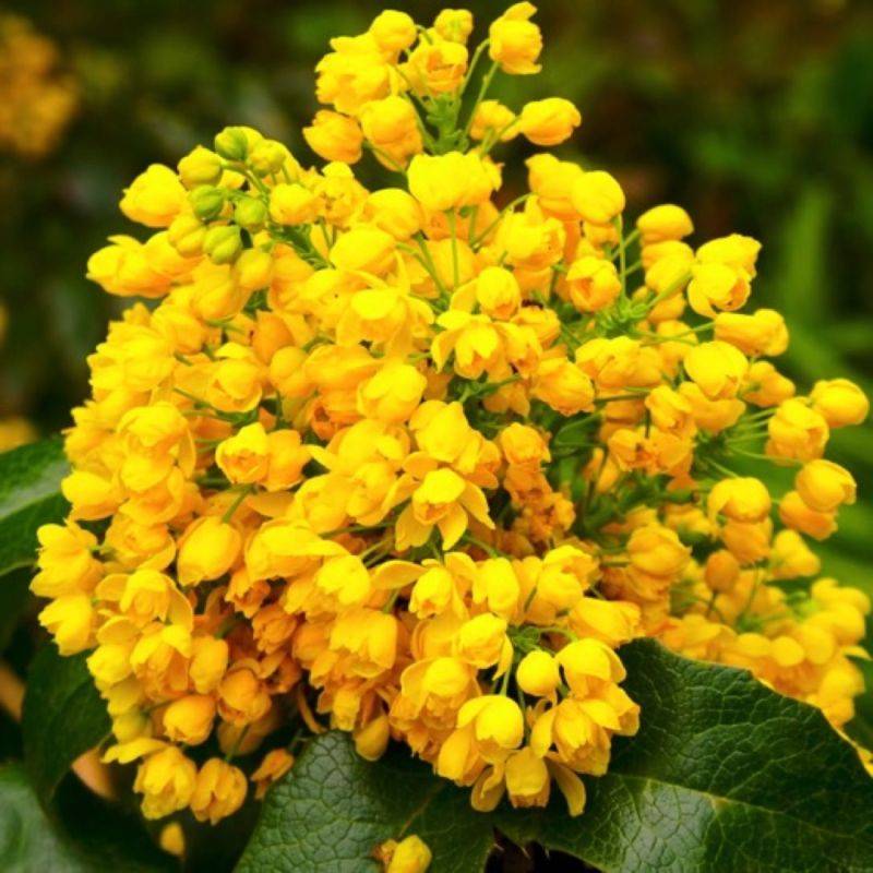 Mahonia faux houx (Mahonia 'Aquifolium) - Godet - Taille 20/40cm - Pépinières Naudet - Image 1
