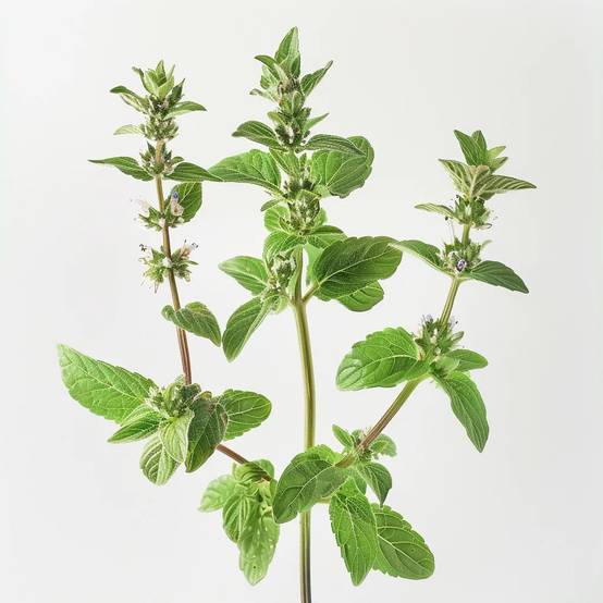 1000 Graines de Menthe Pouliot (Mentha pulegium) - SemiSauvage Permaculture - Image 1