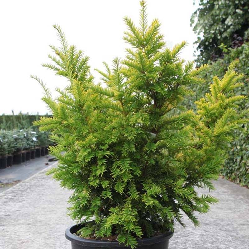 Taxus baccata Semperaurea - If commun doré. Pot de 2L/3L