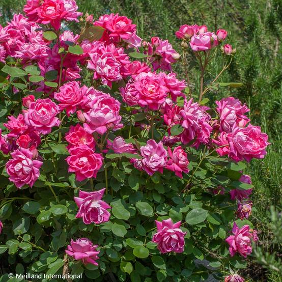 Rosier couvre-sol Pink Double Knock Out Pot de 4L/5L