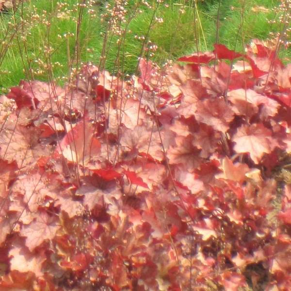 Promesse de Fleurs - Heuchère - Heuchera Cherry Cola Pot de 1,5L/2L
