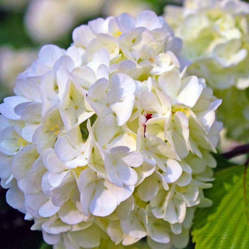 Hortensia Paniculé 'Phantom' (Hydrangea Paniculata 'Phantom') - Godet - Taille 13/25cm - Pépinières Naudet - Image 1