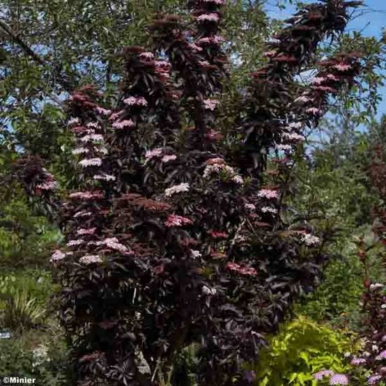 Sureau noir - Sambucus nigra Black Tower Pot de 7,5L/10L - Image 1