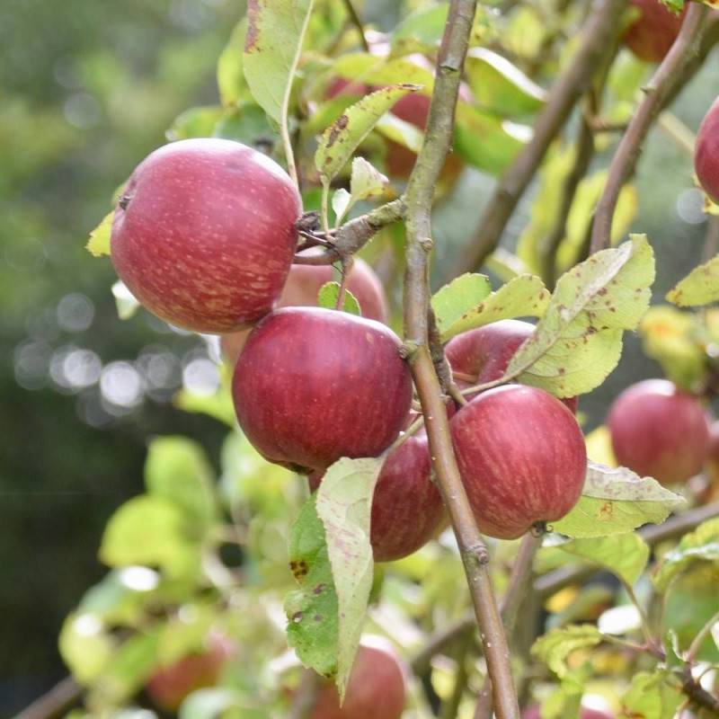Pommier Api Rose - Bon rendement - Pot de 15L - 1/2 tige - 150/175 cm - De 3,00 m à 5,00 m - Imagen 1