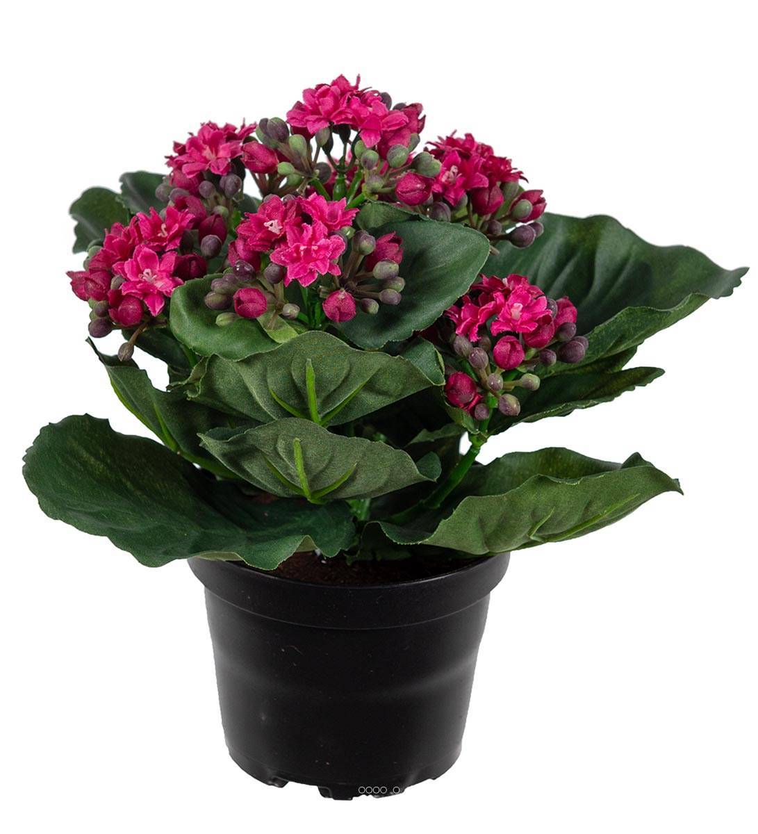 Artificielles - Kalanchoé artificiel en pot H20 cm adorable et très dense Rose fushia - couleur: Rose fushia 730 - Imagen 1
