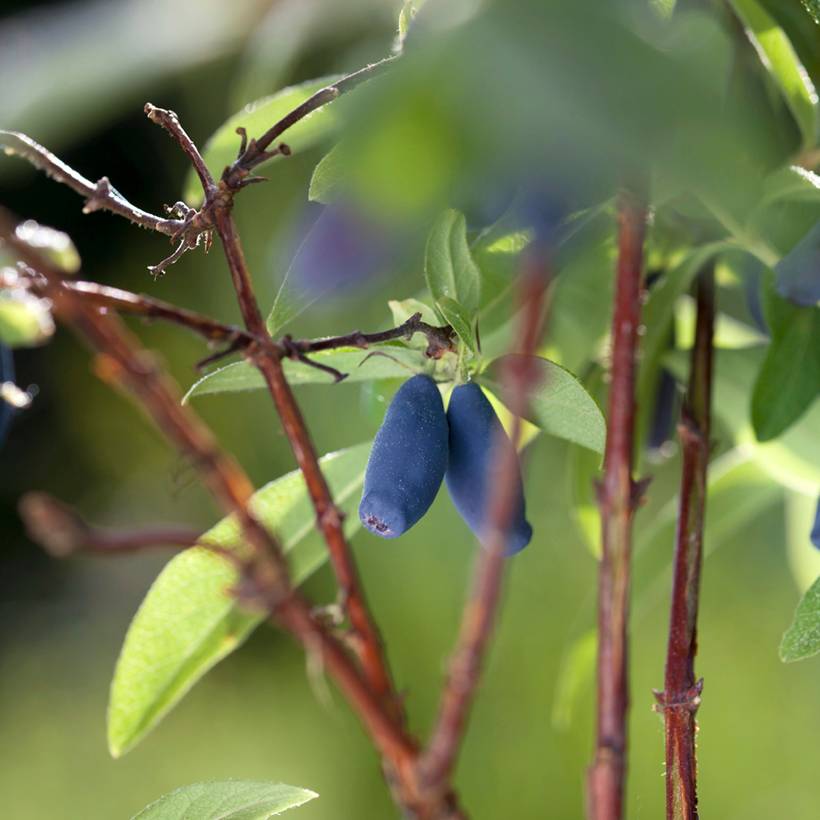 Promesse de Fleurs - Lonicera caerulea Boreal Beauty - camérisier bleu Pot de 3L/4L