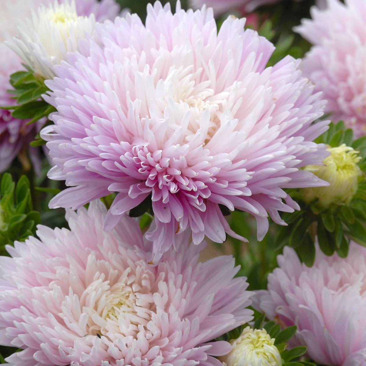 Promesse de Fleurs - Graines de Reine-Marguerite King Size Appleblossom - Callistephus chinensis le sachet de 300 graines environ (0,7g)
