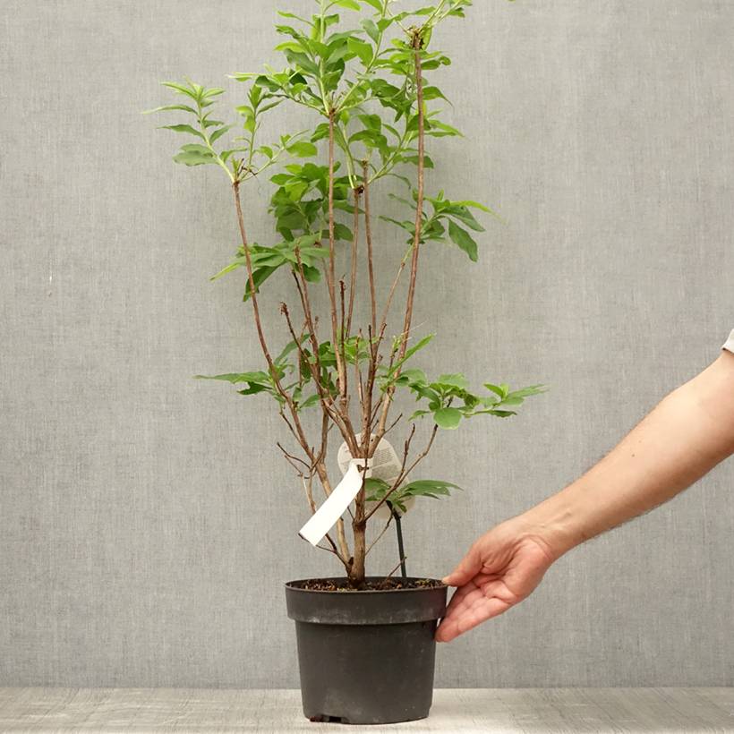 Azalée de Chine Homebush - Rhododendron hybride Pot de 4L/5L - Image 2