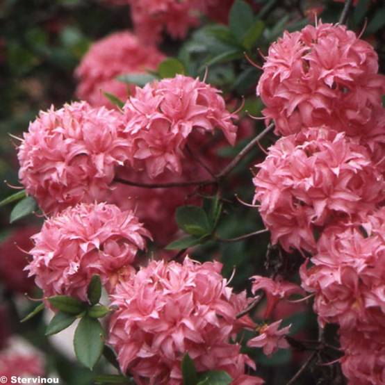 Azalée de Chine Homebush - Rhododendron hybride Pot de 4L/5L - Image 1