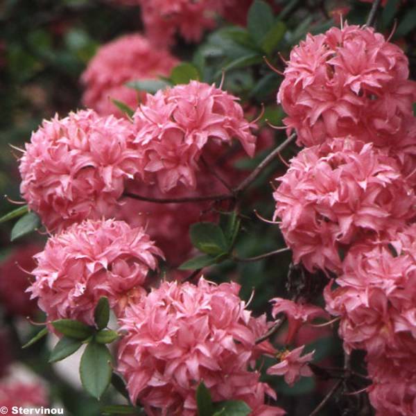 Promesse de Fleurs - Azalée de Chine Homebush - Rhododendron hybride Pot de 4L/5L