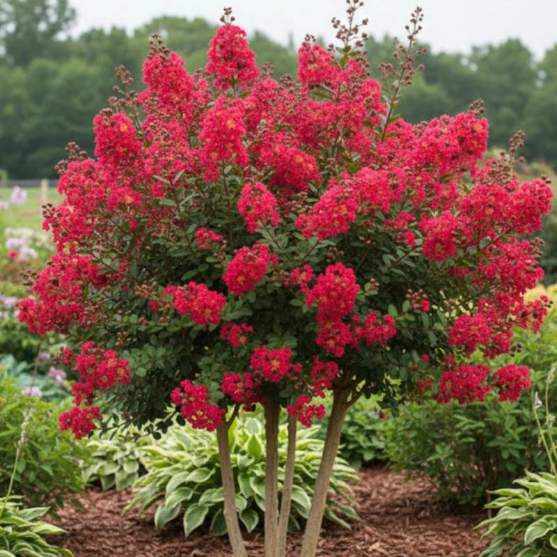 Lilas des Indes Petit´ Canaille® Rouge, Lagerstroemia à fleurs Rouge - feuillage Caduc - Pot de 3L - Touffe-  hauteur à maturité De 1,00 m à 1,50 m - Image 3
