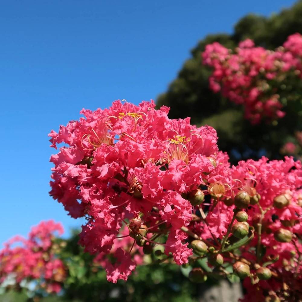Lilas des Indes Petit´ Canaille® Rouge, Lagerstroemia à fleurs Rouge - feuillage Caduc - Pot de 3L - Touffe-  hauteur à maturité De 1,00 m à 1,50 m - Image 1