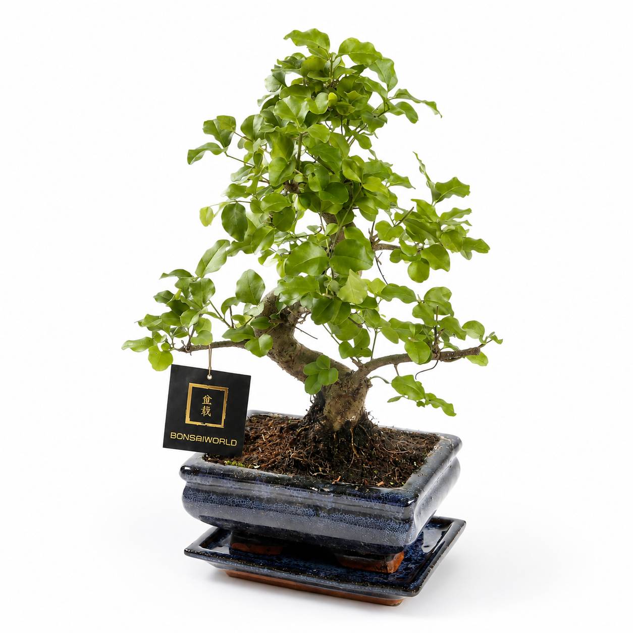 0 - Bonsaï Forme S 8 ans - Carmona ou Zelkova - avec pot et coupelle