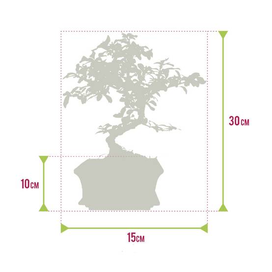0 - Bonsaï Forme S - Ciseaux Inclus - Image 7
