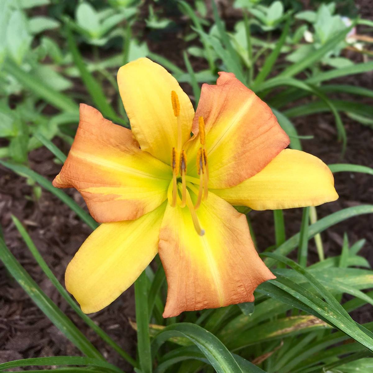 Hémérocalle Everydaylily Punch Yellow - Lis d'un jour Pot de 2L/3L