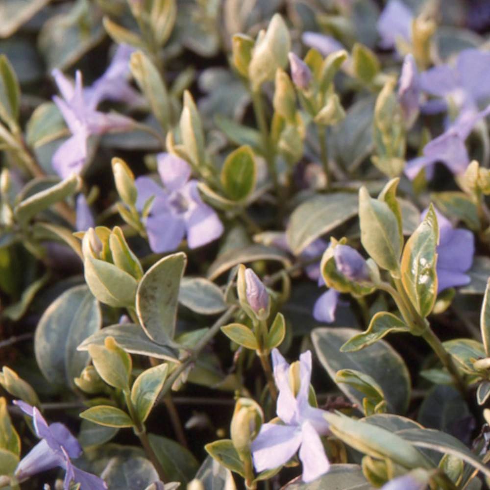 Pervenche Argenteovariegata à fleurs Bleue/ - feuillage Persistant - Lot de 3 godets