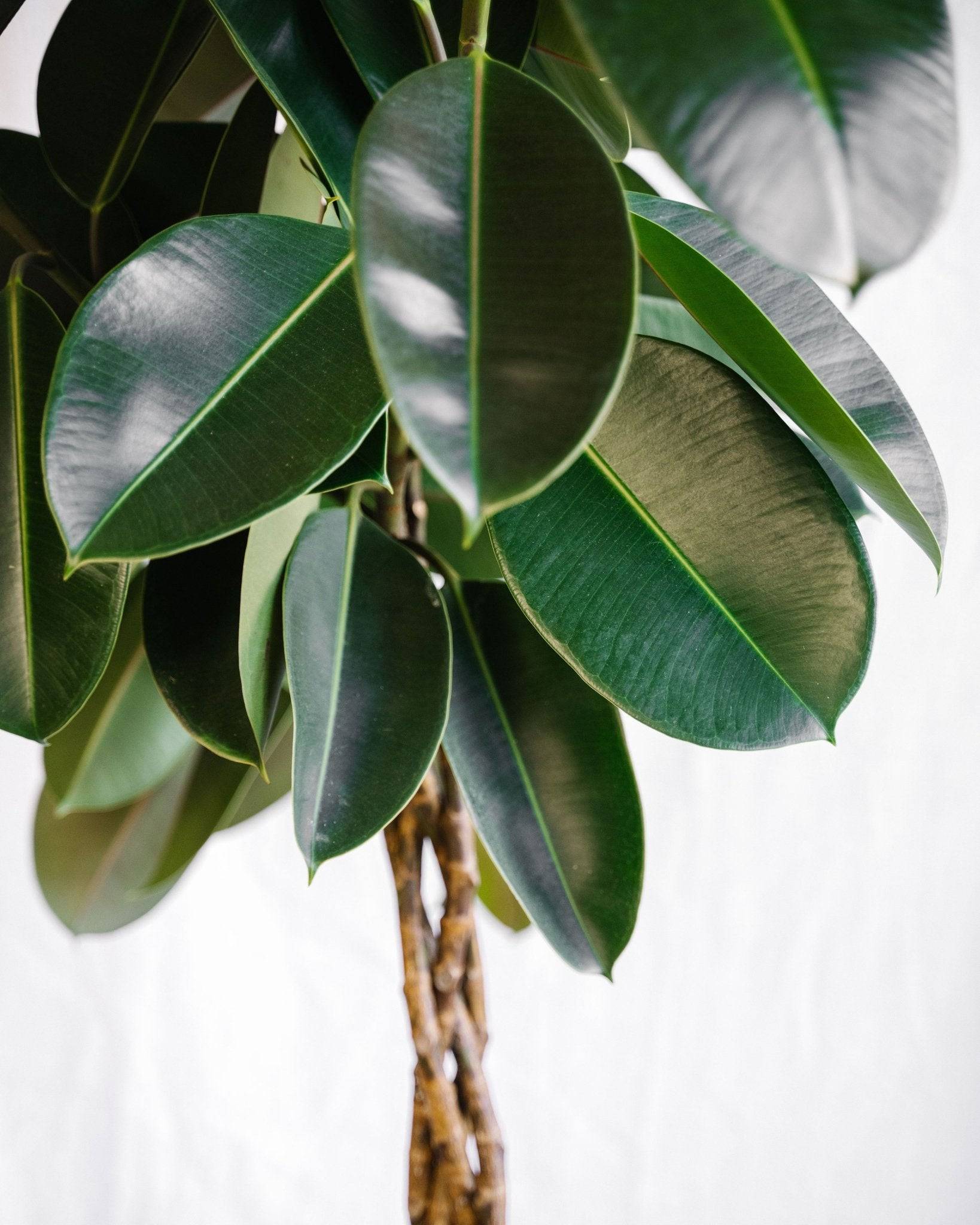 Ficus Elastica Burgundy tressé 100cm - Plante d'intérieur- La Green Touch - Image 3