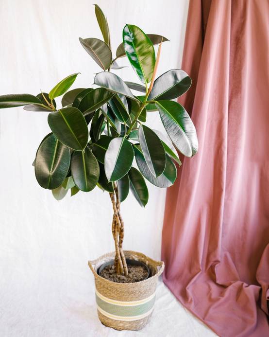 Ficus Elastica Burgundy tressé 100cm - Plante d'intérieur- La Green Touch - Image 2