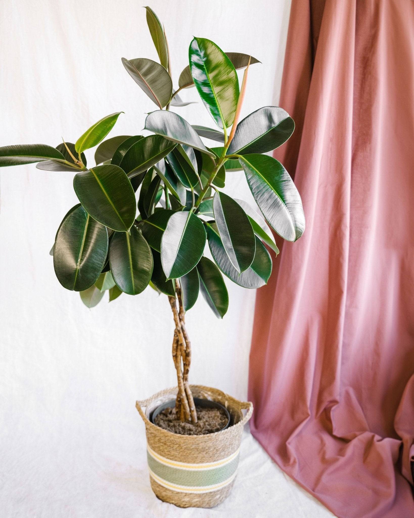 Ficus Elastica Burgundy tressé 100cm - Plante d'intérieur- La Green Touch - Image 2