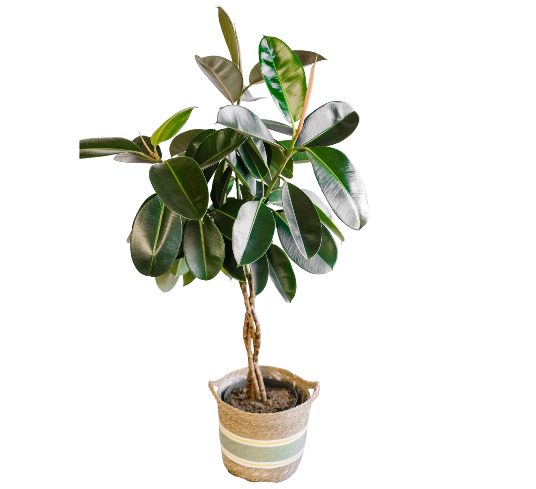 Ficus Elastica Burgundy tressé 100cm - Plante d'intérieur- La Green Touch - Image 1