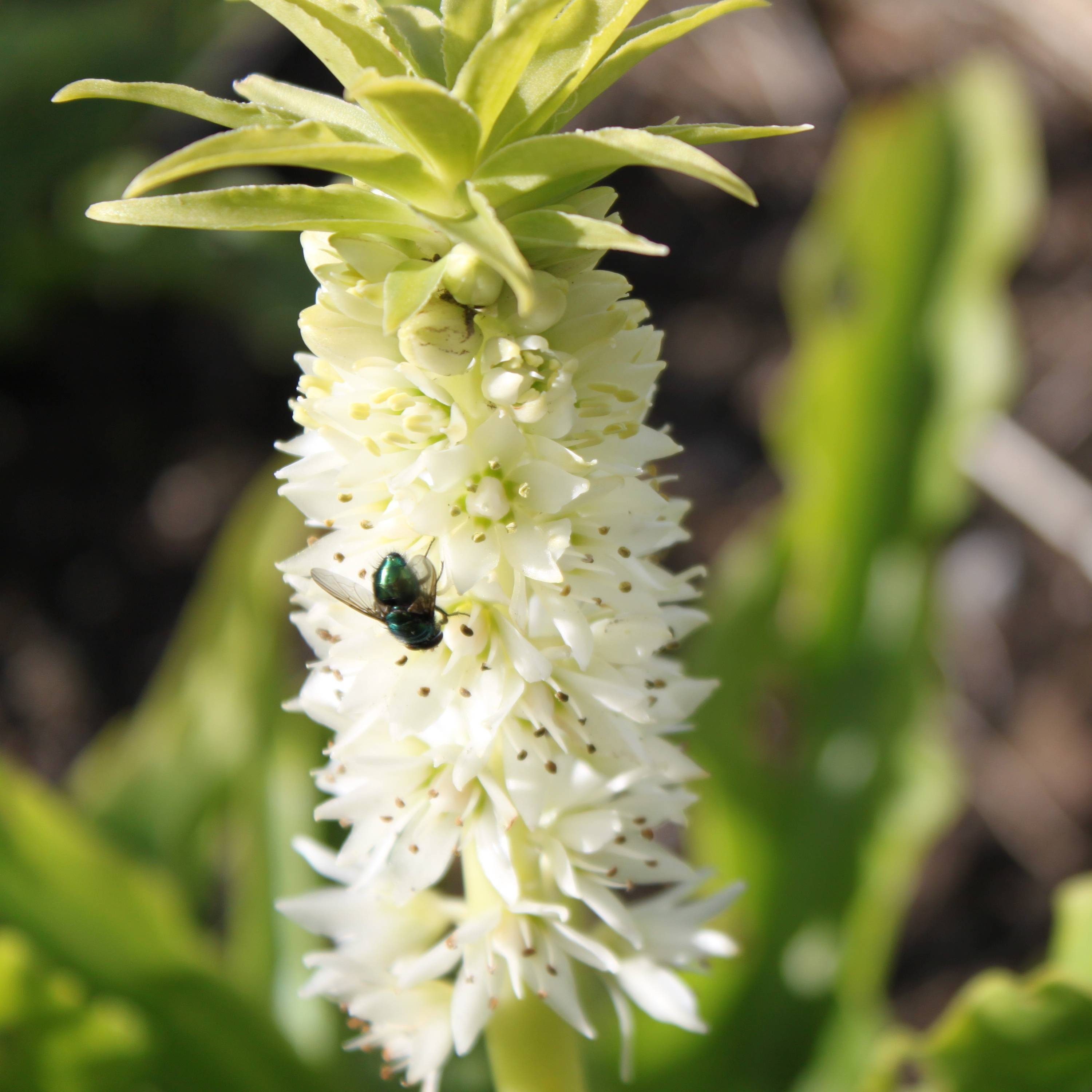 Promesse de Fleurs - Eucomis autumnalis - Eucomide Pot de 2L/3L calibre 14/16