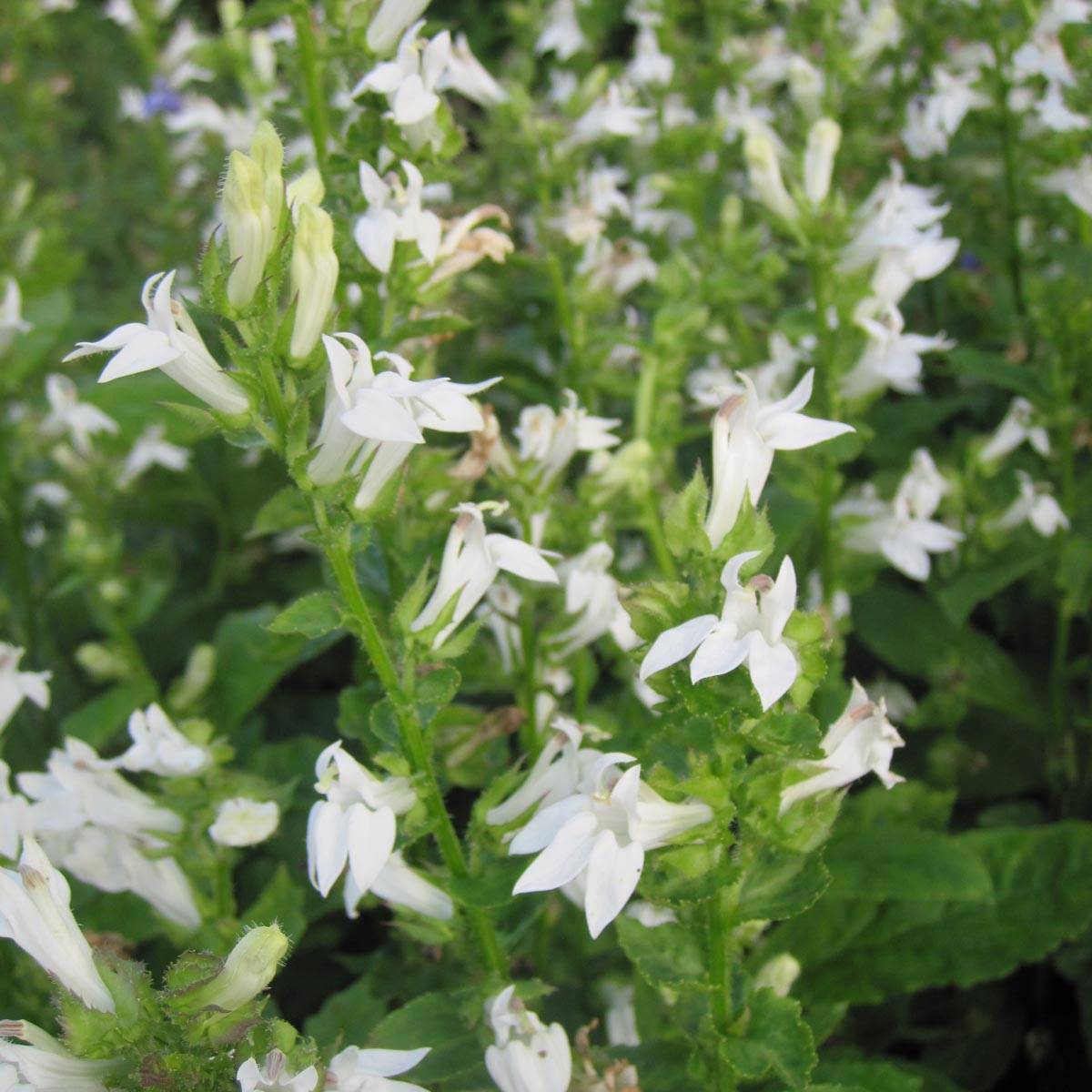Lobelia siphilitica Alba Godet de 8/9 cm