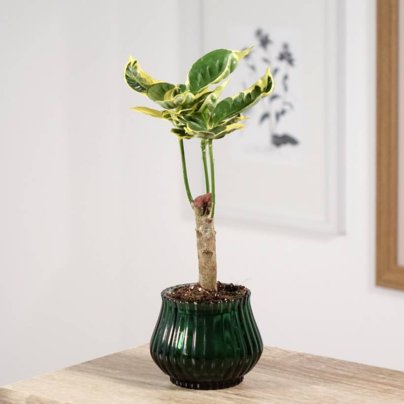 Croton Tamara - Codiaeum arbustif Mini-plante - Jardiland