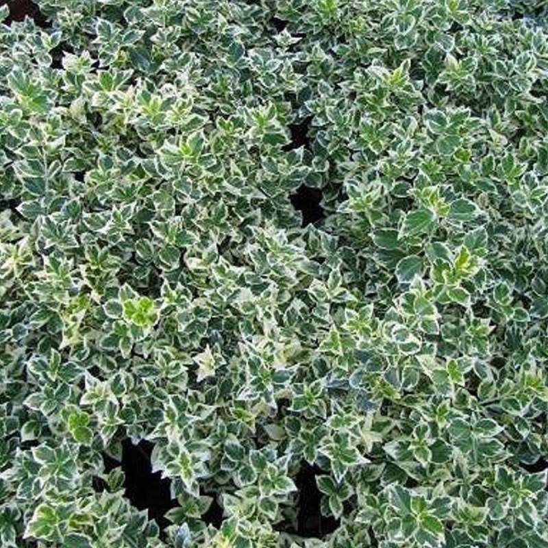 Fusain persistant Emerald Gaiety, Euonymus - Pot de 7,5L - 40/60 cm - Image 1