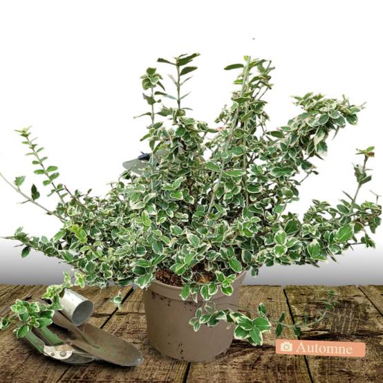 Fusain persistant Emerald Gaiety, Euonymus - Pot de 7,5L - 40/60 cm - Image 5