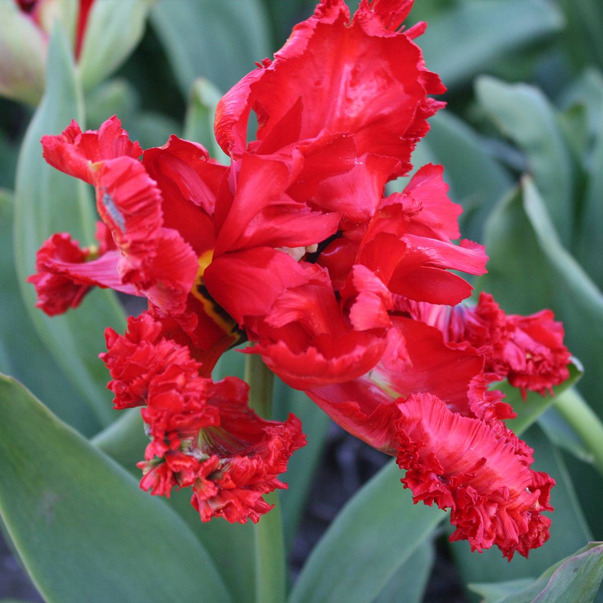 Promesse de Fleurs - Tulipe Perroquet Exotic Parrot Bulbe calibre 11+ (par 6)
