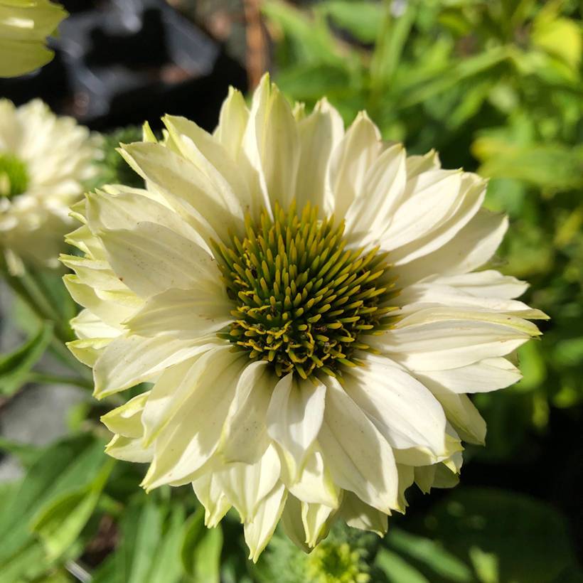 Echinacea SunSeekers White Perfection - Echinacée Godet de 8/9 cm