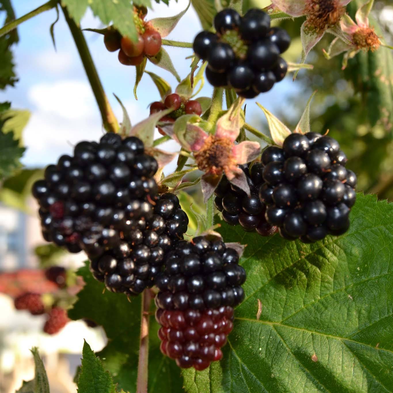 Promesse de Fleurs - Mûre Dirksen Bio Pot de 1L/1,5L