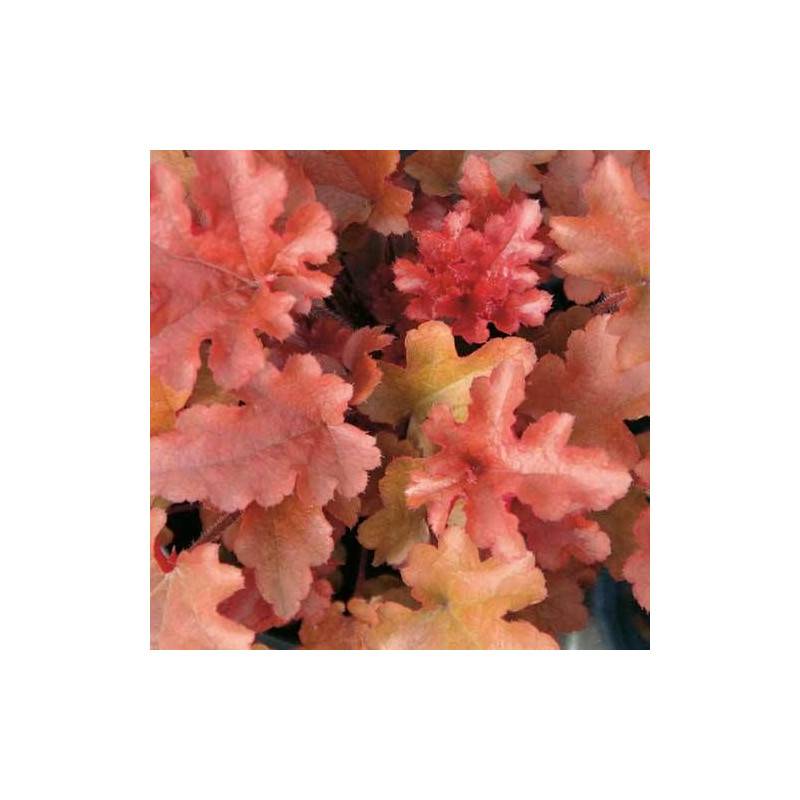 Heuchere Red Fury à fleurs Blanche/ - feuillage Caduc - Godet - 5/20 cm - Imagen 2