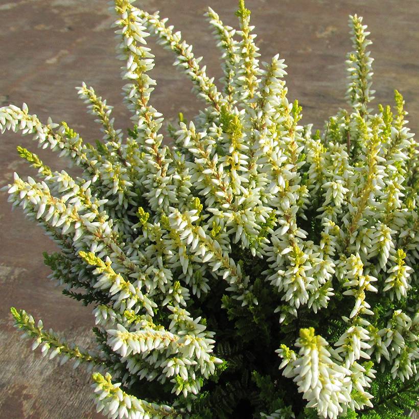 Promesse de Fleurs - Bruyère d'été - Calluna vulgaris Anouk (BEAUTY LADIES series) Pot de 10 cm/11cm