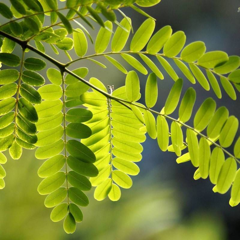 Robinier faux-acacia Frisia, Acacia, Robinier - Pot de 15L - Tige 10/12 - Haut. 150/175 cm