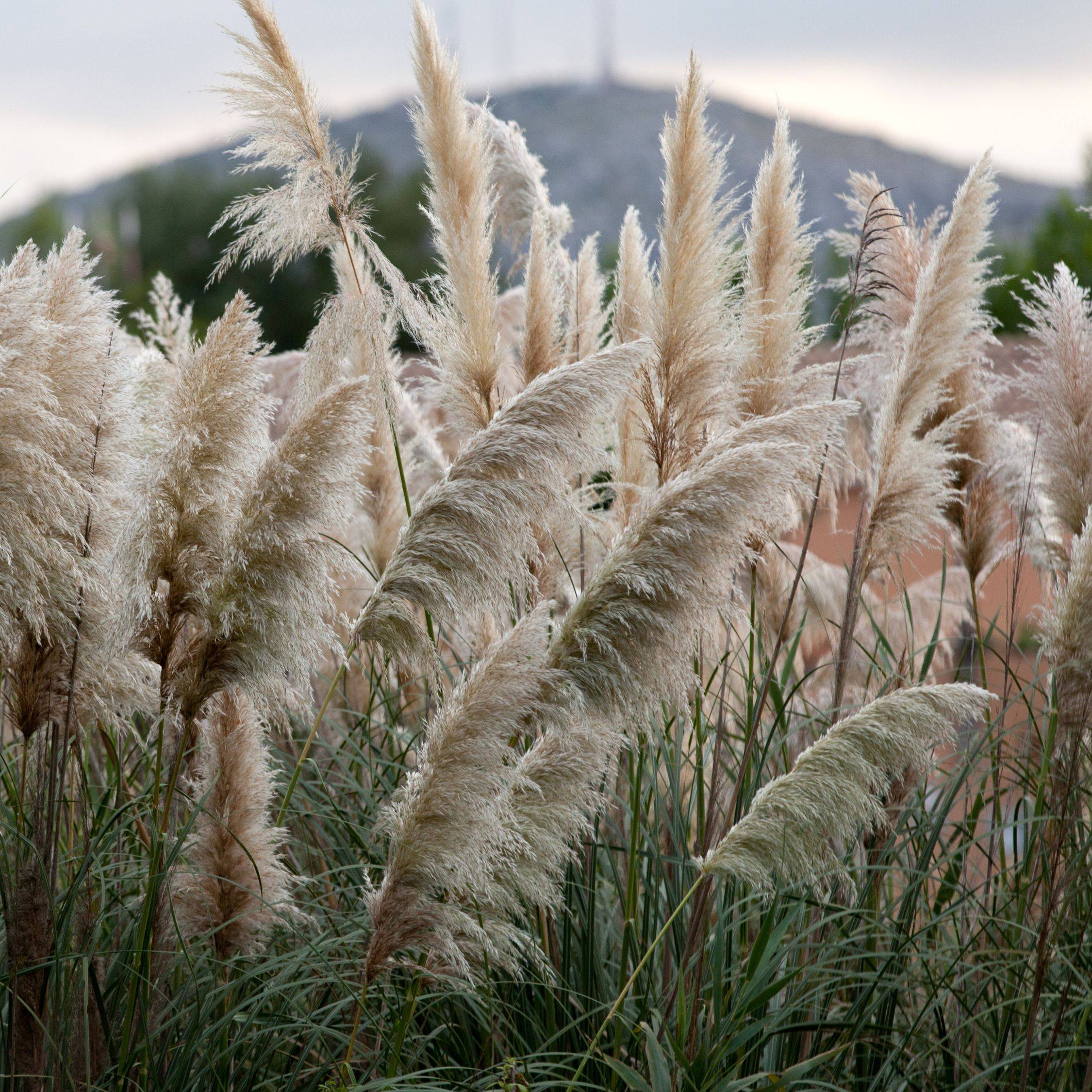 Herbe de la Pampa - Set de 6 - Cortaderia selloana - Hauteur 25-40cm - ⌀9cm - Image 2
