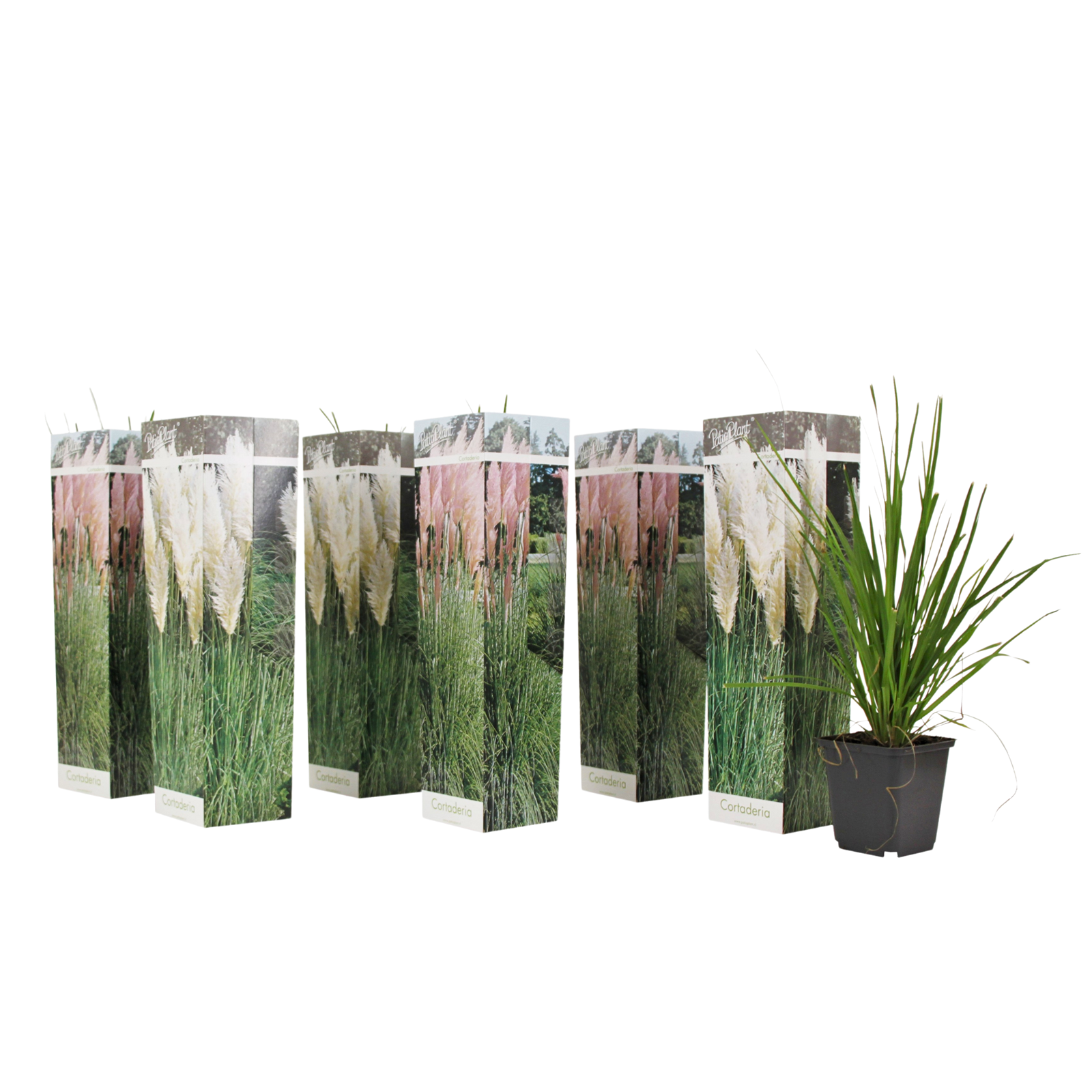 Herbe de la Pampa - Set de 6 - Cortaderia selloana - Hauteur 25-40cm - ⌀9cm - Image 1
