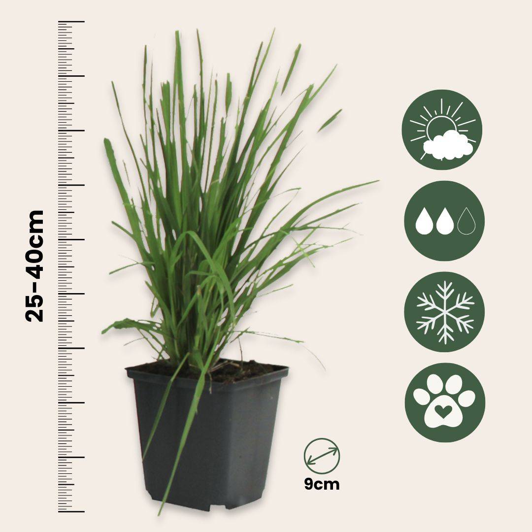 Herbe de la Pampa - Set de 6 - Cortaderia selloana - Hauteur 25-40cm - ⌀9cm - Image 6