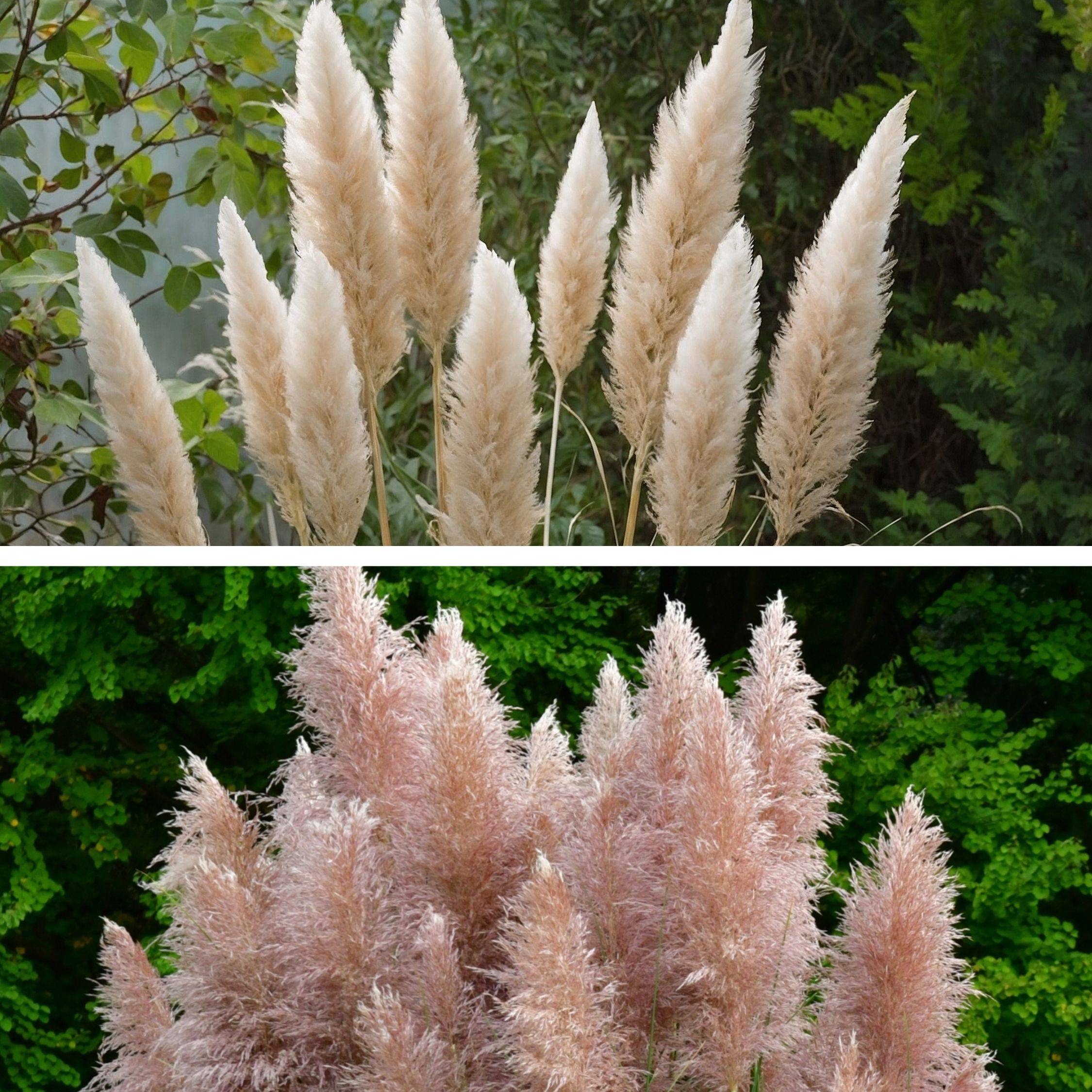 Herbe de la Pampa - Set de 6 - Cortaderia selloana - Hauteur 25-40cm - ⌀9cm - Image 4