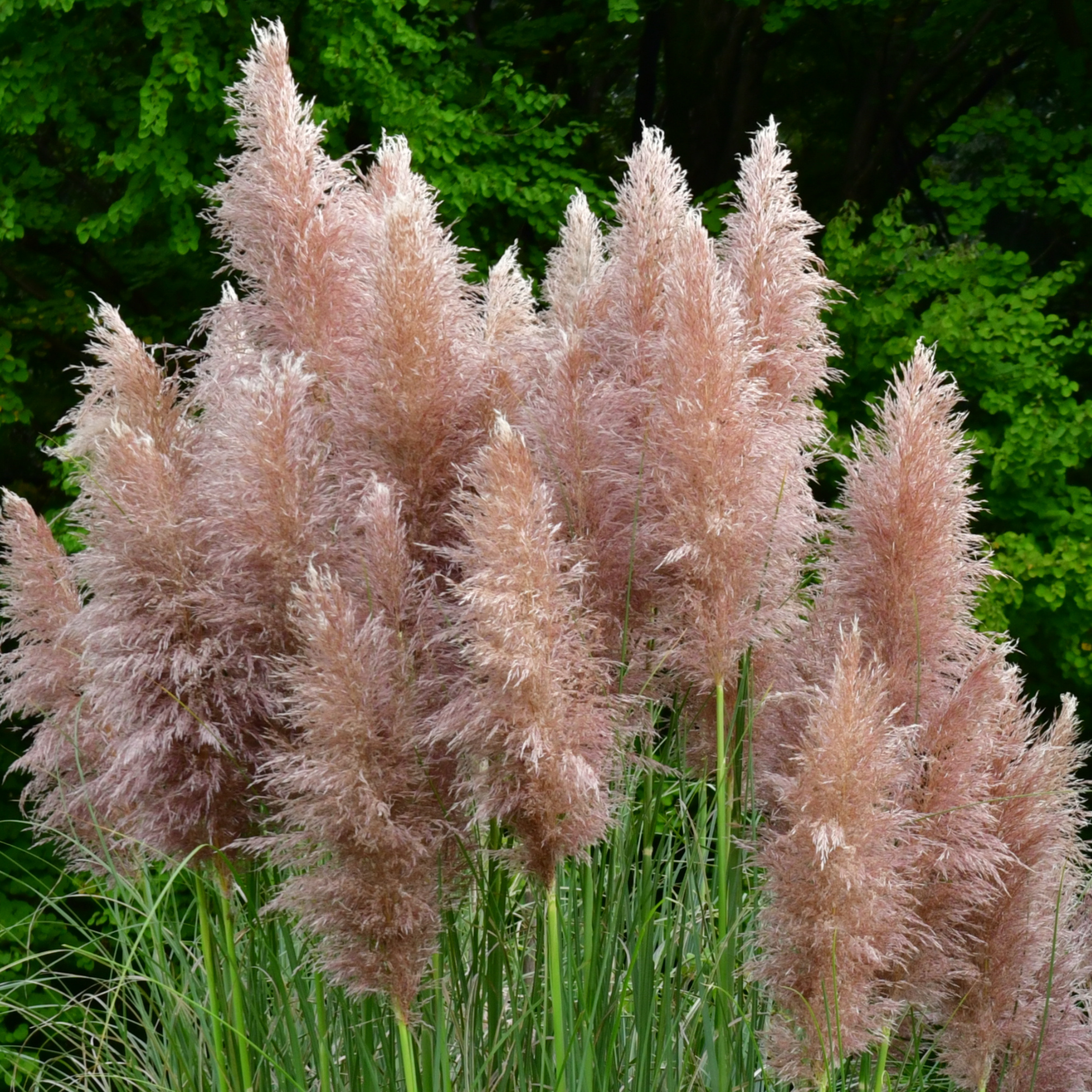 Herbe de la Pampa - Set de 6 - Cortaderia selloana - Hauteur 25-40cm - ⌀9cm - Image 5