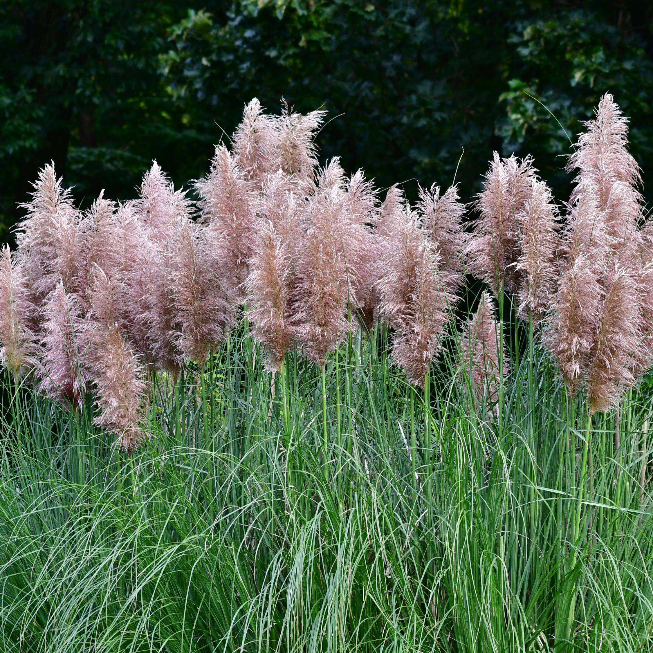 Herbe de la Pampa - Set de 6 - Cortaderia selloana - Hauteur 25-40cm - ⌀9cm - Image 3