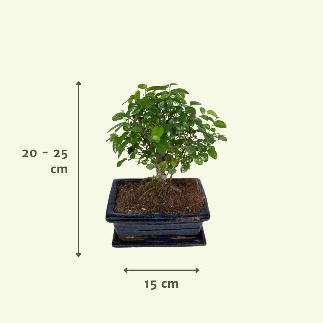 Bonsaï 30cm - Plante d'intérieur- La Green Touch - Image 6