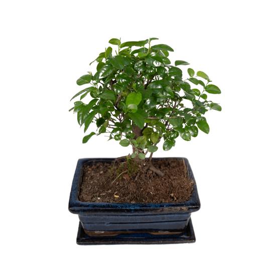 Bonsaï 30cm - Plante d'intérieur- La Green Touch - Image 1
