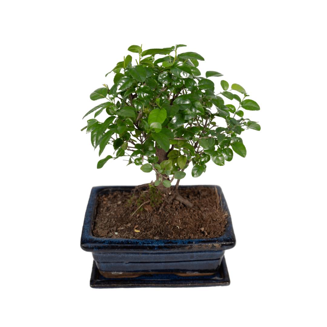 Bonsaï 30cm - Plante d'intérieur- La Green Touch - Image 1