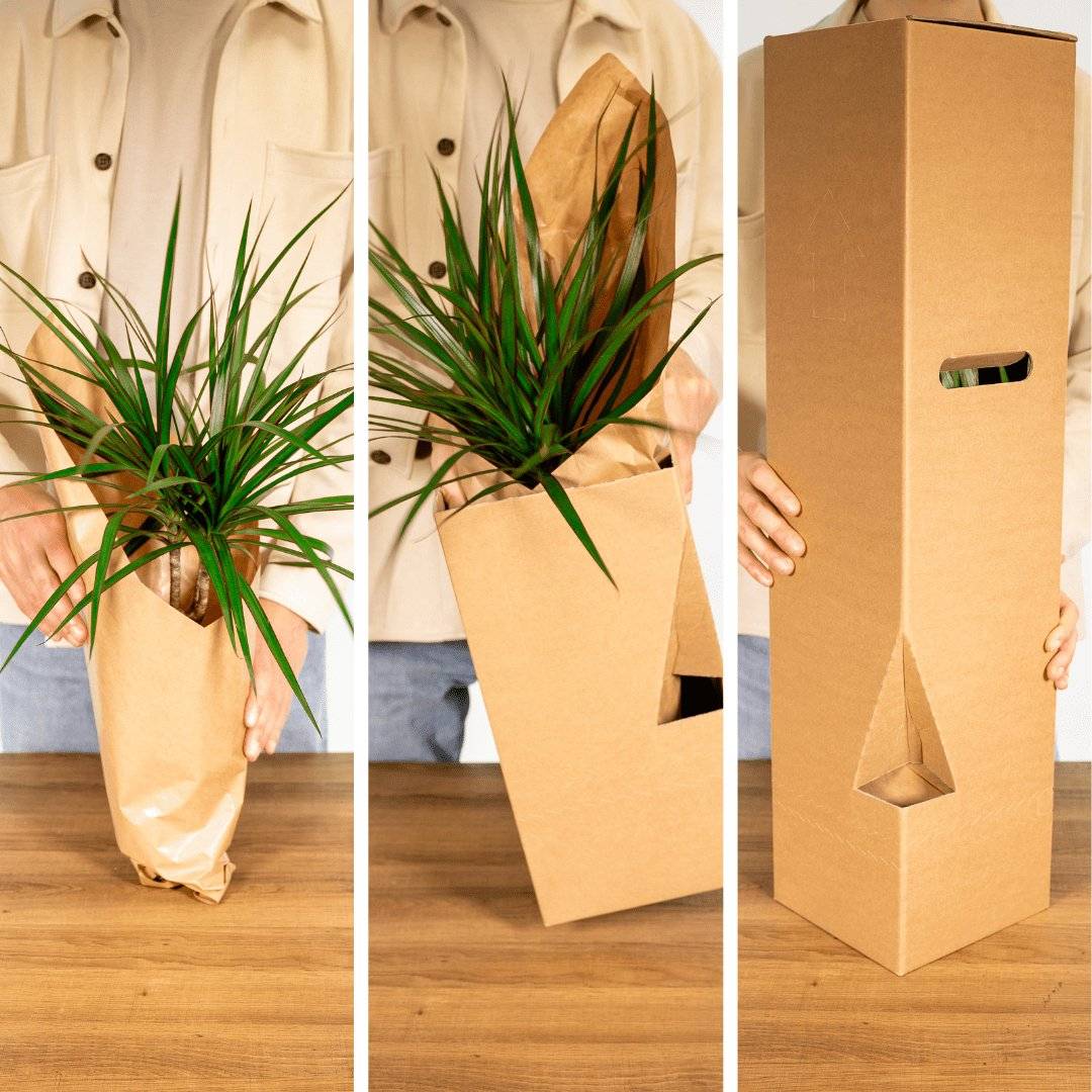 Bonsaï 30cm - Plante d'intérieur- La Green Touch - Image 7